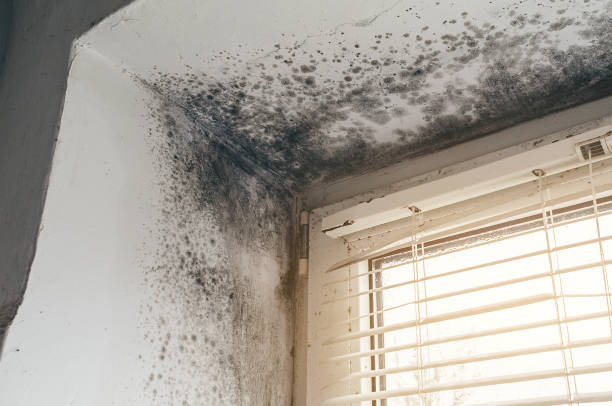 Affordable Attic Mold Removal solutions in Lebanon Junction, KY