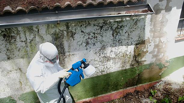 Top rated local Attic Mold Removal specialists in Lebanon Junction, KY